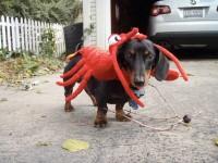 Bisgard's dog in crab costume
