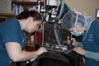 Technicians carefully clip hair prior to surgery